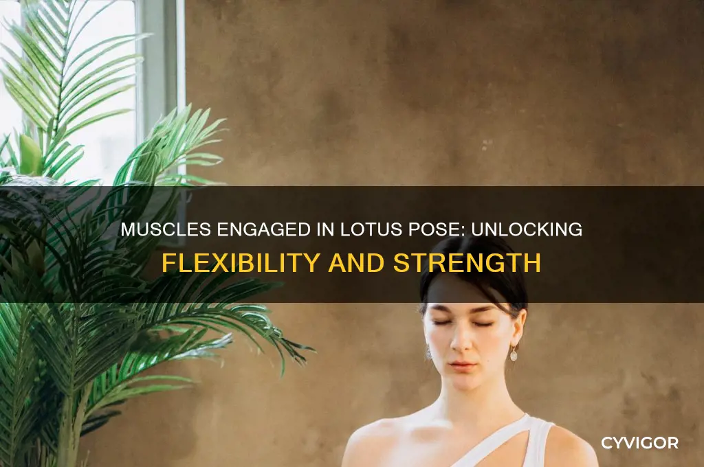 what muscle works for lotus