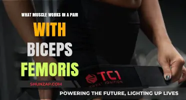 Biceps Femoris Partner: Unveiling the Hamstring Muscle Pair Dynamics
