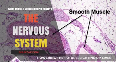 The Surprising Muscle That Functions Without Nervous System Control