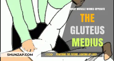 Gluteus Medius Antagonist: Unveiling the Muscle Working in Opposition