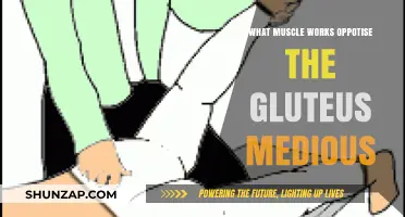 Muscles Counteracting Gluteus Medius: Understanding Their Role and Function