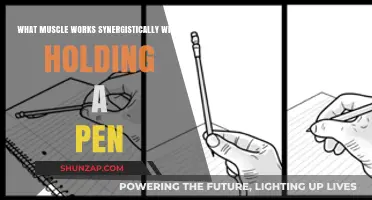 Muscles Working Together: Synergistic Actions in Pen Grip Explained