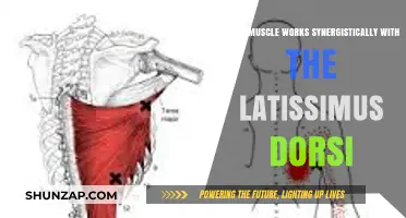 Muscles Synergistic to Latissimus Dorsi: Enhancing Back Strength and Function