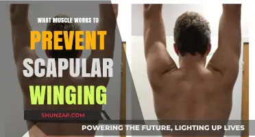 Prevent Scapular Winging: Key Muscles and Their Role Explained