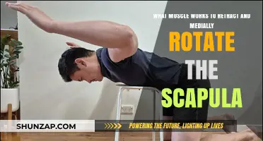 Rhomboid and Trapezius: Key Muscles for Scapula Retraction and Rotation
