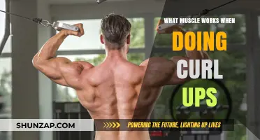 Unveiling the Primary Muscles Engaged During Curl-Up Exercises