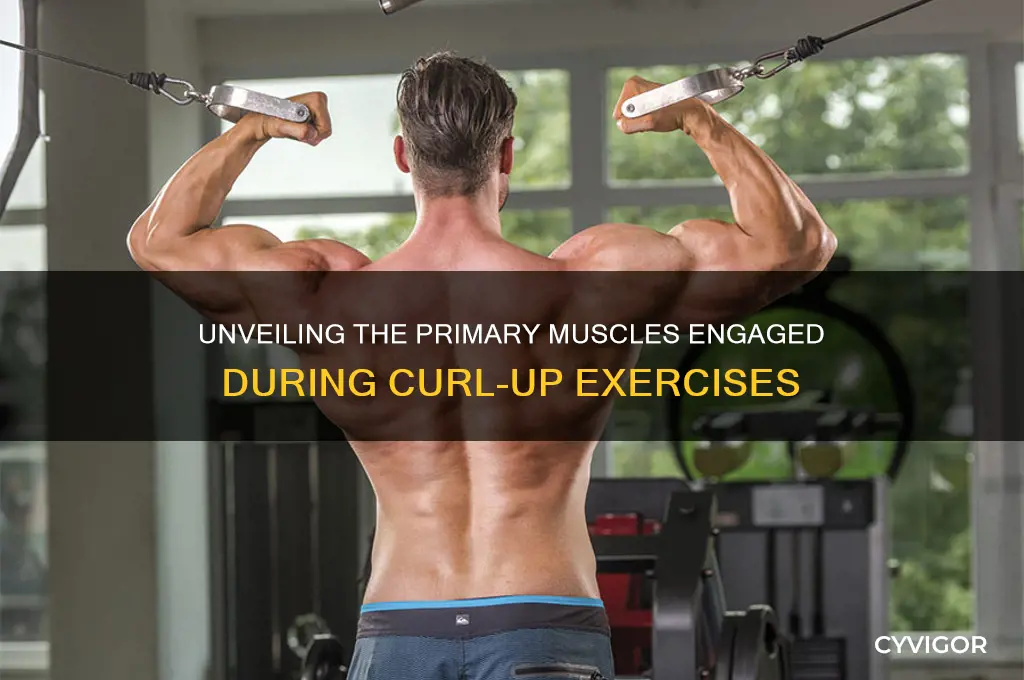 what muscle works when doing curl ups