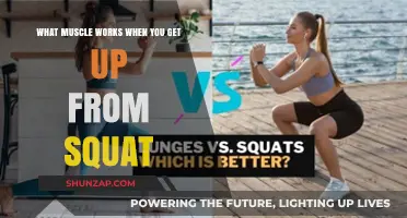 Key Muscles Engaged When Rising from a Squat Position Explained