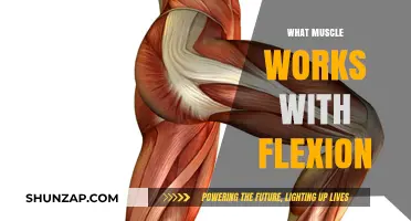 Understanding Muscles Involved in Flexion: Key Players and Functions