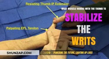 Thumb and Wrist Stability: Key Muscles for Joint Support