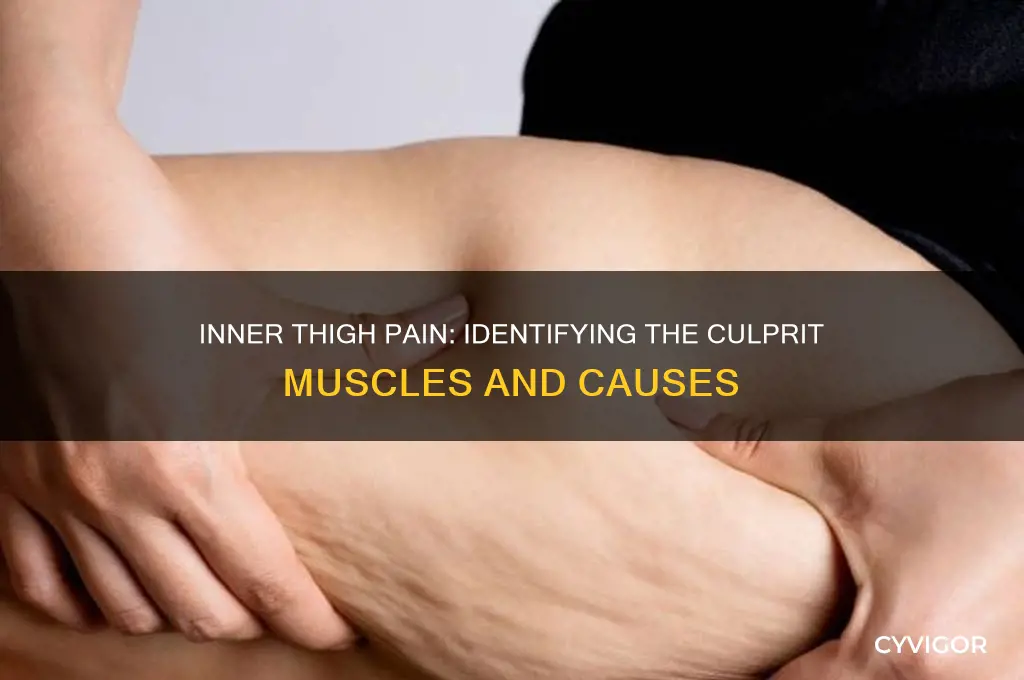 what muscle would cause pain on inner thigh