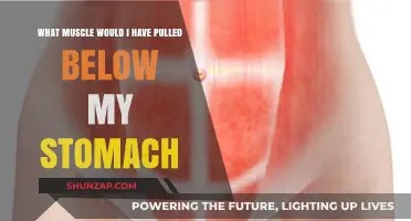 Pulled Muscle Below Stomach: Identifying the Affected Abdominal or Pelvic Muscle
