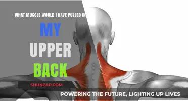 Upper Back Pain: Identifying the Pulled Muscle in Your Back
