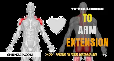 Muscles Driving Arm Extension: Key Contributors to Elbow Straightening