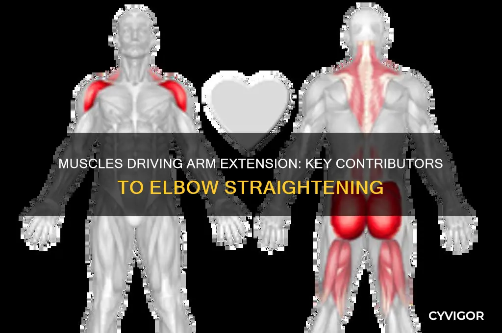 what muscleas contribute to arm extension