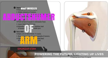 Muscles Responsible for Abducting the Humerus in Arm Movement Explained