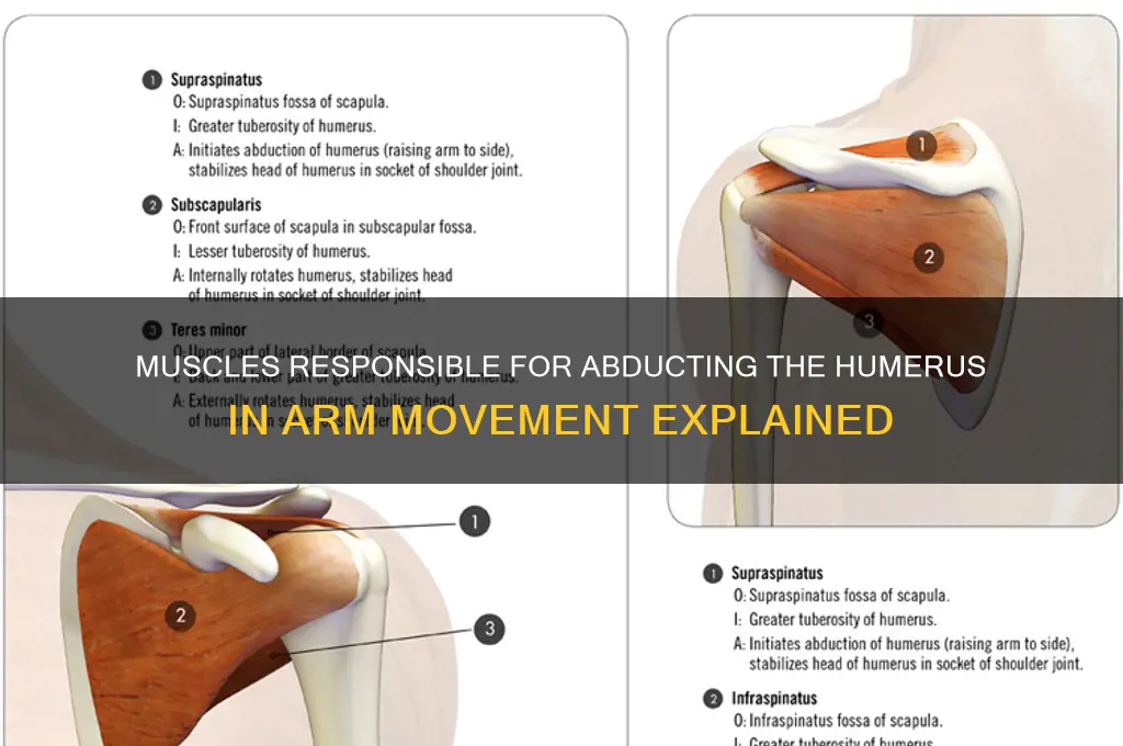what muscles abductshumerus of arm