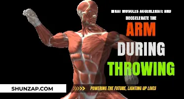 Muscles Driving Arm Acceleration and Deceleration in Throwing Mechanics