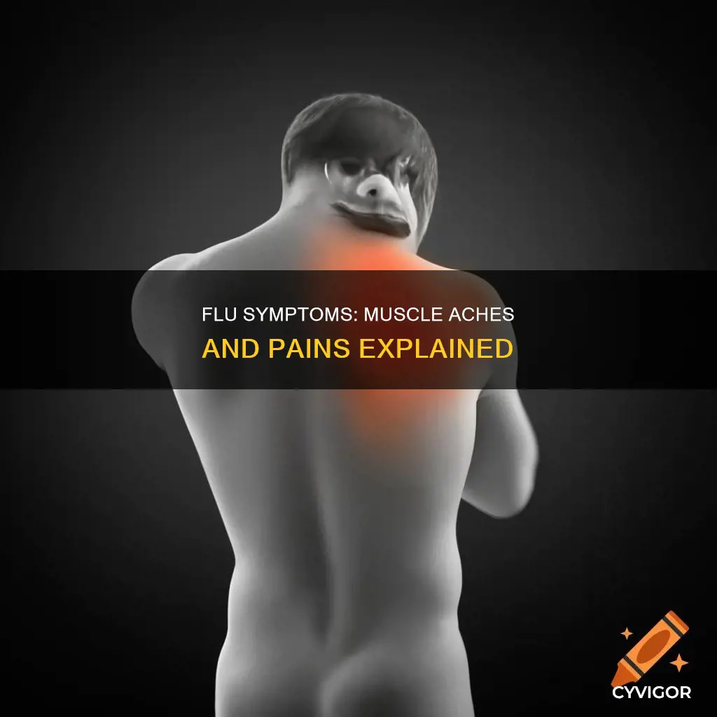 what muscles ache with flu
