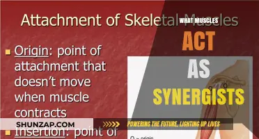 Synergistic Muscles: Unseen Heroes of Movement