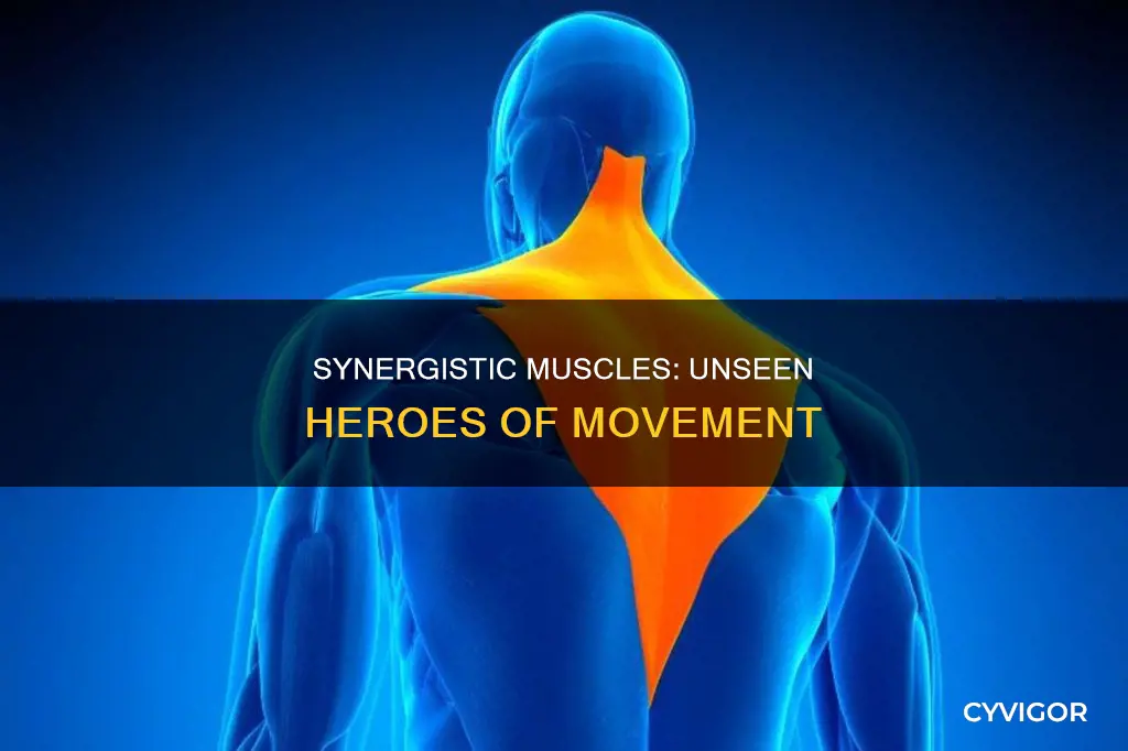 what muscles act as synergists