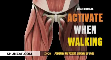 Walking Muscles: Understanding Lower Body Activation