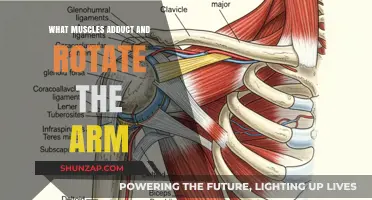Muscles Responsible for Arm Adduction and Rotation: A Comprehensive Guide