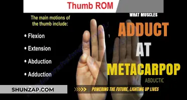 Exercises to Strengthen Your Metacarpophalangeal Muscles