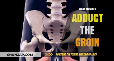 Groin Adduction: Which Muscles Are Involved and Why?
