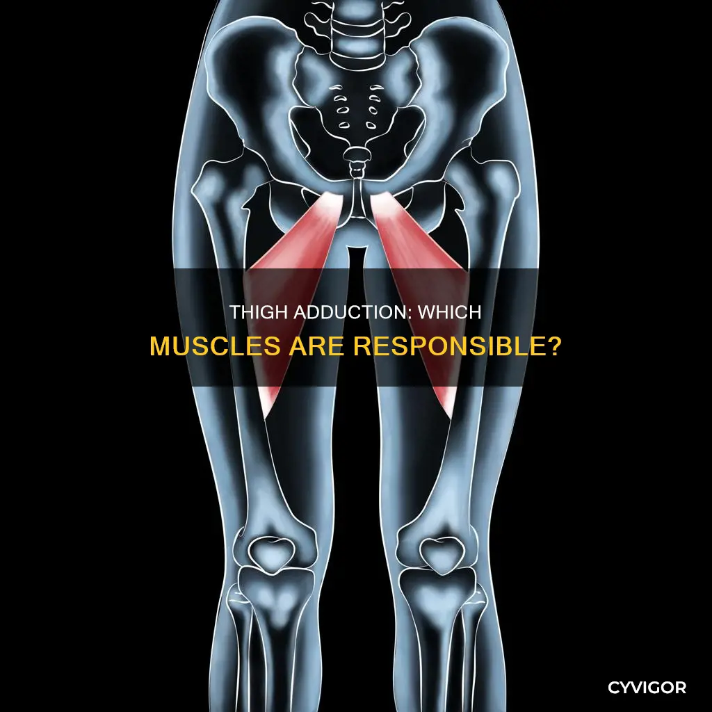 what muscles adduct the thight