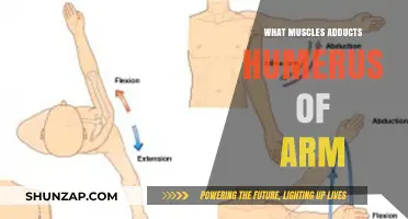 Muscles Responsible for Adducting the Humerus in the Arm Explained