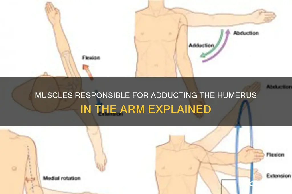 what muscles adducts humerus of arm