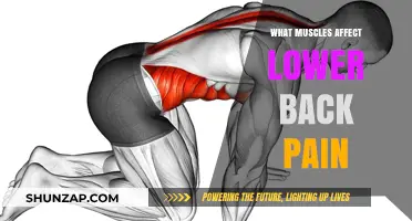Key Muscles Linked to Lower Back Pain: Causes and Relief