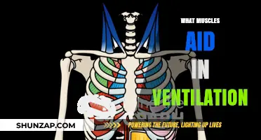 Muscles Involved in Breathing and Their Functions