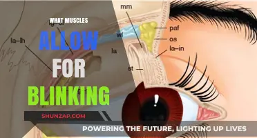 Eyelid Muscles: Blinking and Beyond