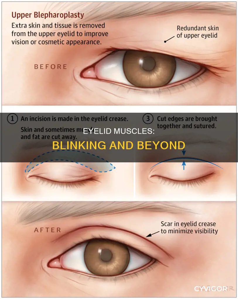 what muscles allow for blinking