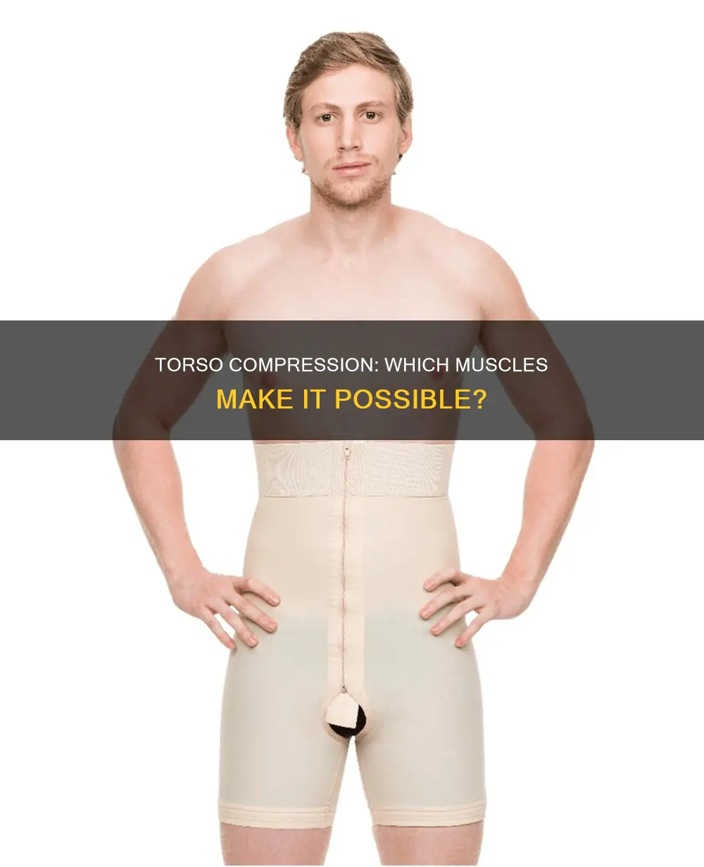 what muscles allow torso compression