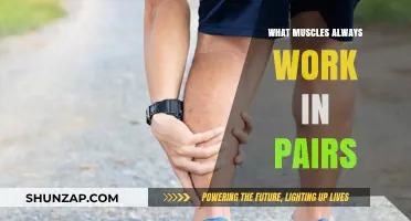 Muscle Synergy: Understanding How Muscles Always Work in Pairs
