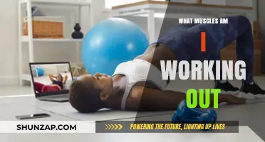 Uncover Your Workout: Muscles Targeted in Every Exercise Explained