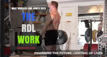 RDL Benefits: Targeted Muscles and Joints Explained for Strength Training