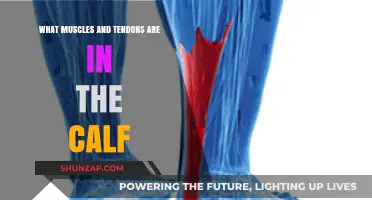 Exploring the Calf: A Deep Dive into Muscles and Tendons