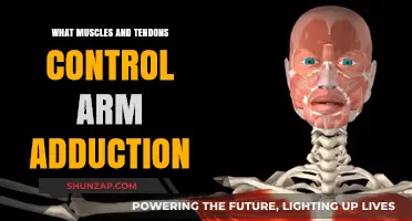 Muscles and Tendons Behind Arm Adduction: A Comprehensive Guide