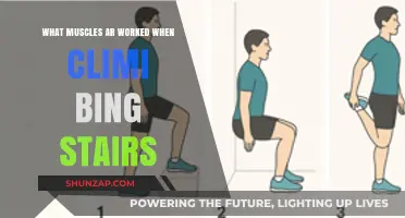 Climbing Stairs: Muscles Engaged and Strengthened in Every Step