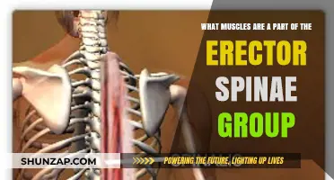Erector Spinae Muscles: Unveiling the Core Back Strength Group