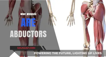 Understanding Abductors: Which Muscles Are Involved?