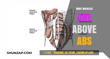Uncover the Muscles Above Your Abs