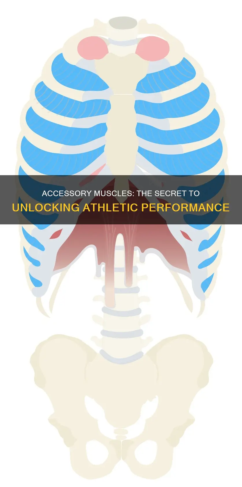 what muscles are acessory muscels