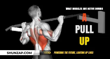 Muscles Engaged in Pull-Ups: A Comprehensive Breakdown of Activation