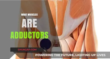 Adductor Muscles: What Are They?