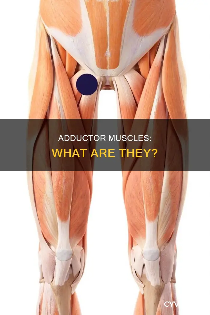 what muscles are adductors
